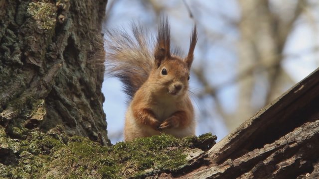 Pasigrožėkite: sostinės parkuose sutikti gyvūnai praneša apie atėjusį pavasarį