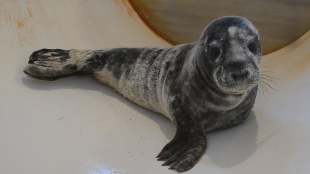Dešimt nusilpusių ruoniukų glaudžiasi Lietuvos jūrų muziejuje: pamestinukus gelbsti specialistai
