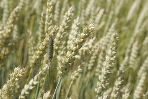 Antroje kovo pusėje sumažėjo grūdų supirkimo kainos