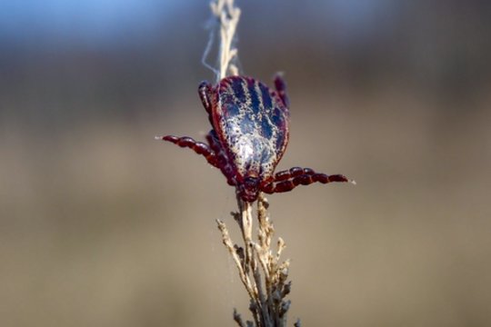 Augintinių šeimininkai saujomis traukia erkes: kaip apsaugoti augintinius?