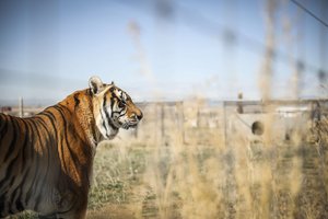 Koronavirusas patvirtintas zoologijos sode laikomai tigrei: užsikrėtė nuo prižiūrėtojo 