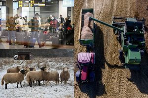 Ūkininkams gali prireikti grįžusių emigrantų pagalbos, bet šie dirbti nesiveržia