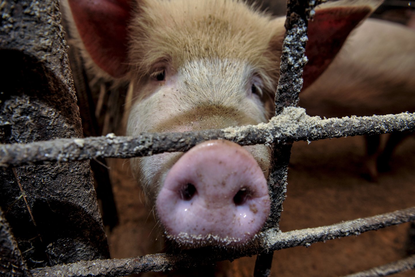 Savo ruožtu Kiaulių augintojų asociacijos direktorius Algis Baravykas teigė, kad šiuo metu kiaulių augintojai ieško būdų, kaip pagerinti biosaugos priemones kiaulių laikymo vietose.<br>V.Ščiavinsko nuotr.
