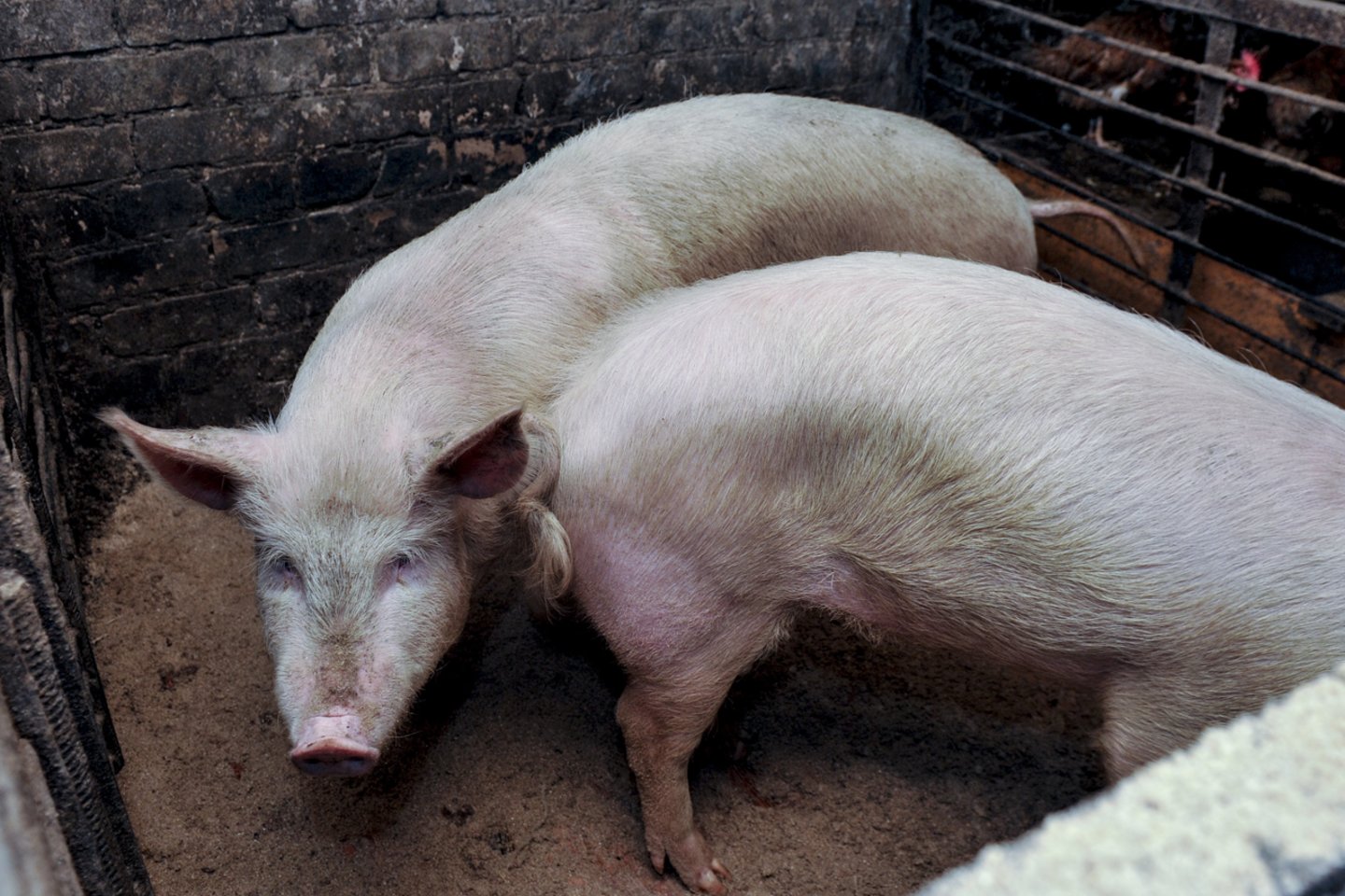 Savo ruožtu Kiaulių augintojų asociacijos direktorius Algis Baravykas teigė, kad šiuo metu kiaulių augintojai ieško būdų, kaip pagerinti biosaugos priemones kiaulių laikymo vietose.<br>V.Ščiavinsko nuotr.