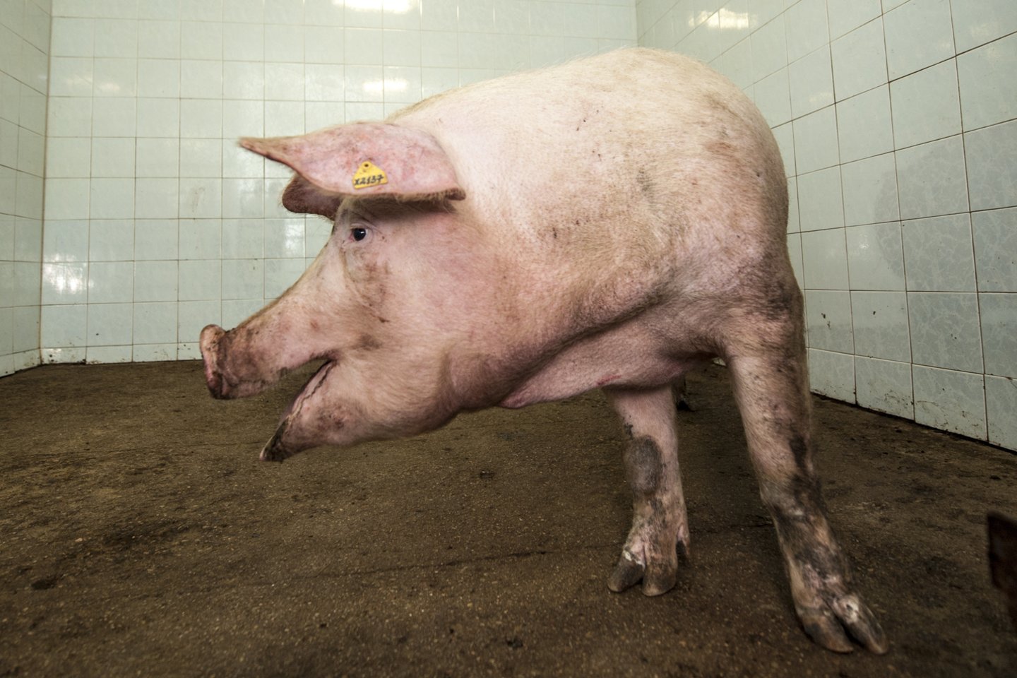 Pranešama, kad ypač pavojinga užkrečiama virusinė liga patvirtinta ištyrus dviejų gaišusių kiaulių mėginius.<br>V.Ščiavinsko nuotr.