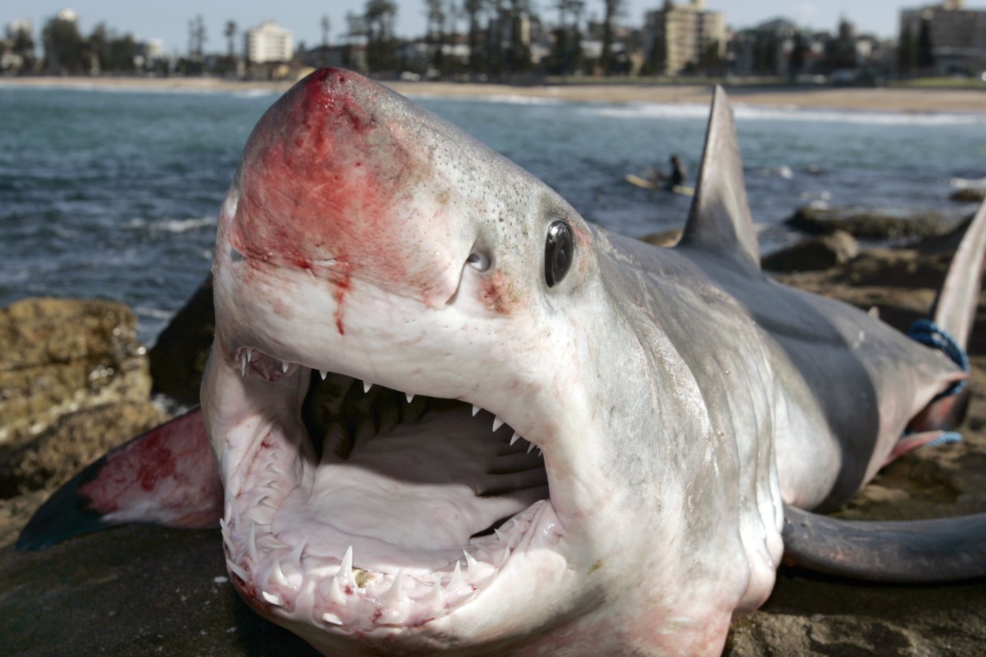  Australijoje ryklys pasiglemžė gamtos prižiūrėtojo gyvybę.<br> Scanpix/123rf/AFP/Reuters nuotr.