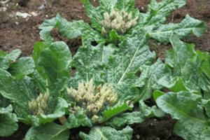 Kaune pražydo itin toksiškas Hario Poterio knygoje minimas augalas