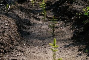 Privačių miškų savininkai atkūrė tūkstančius hektarų miškų