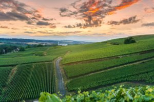 Prancūzijoje apie 200 tūkst. žmonių atsiliepė į raginimą padėti ūkininkams