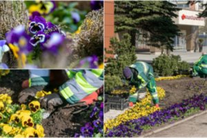 Vilnius itin jautriai dėkoja miesto medikams – jiems po langais pražys 11 tūkst. žiedų