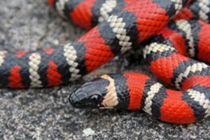 Košmaras klaipėdietės namuose: aptiko pavojingai atrodančią gyvatę