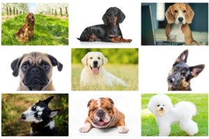 Pasirinkite vieną iš 9 šunų veislių: tai atskleis tam tikras jūsų charakterio savybes