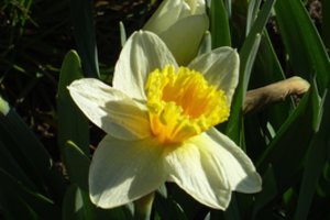 Pavasaris skleidžiasi visu gražumu – Druskininkuose pražydo narcizai