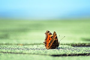 Pasigrožėkite gamtos vaizdais neišeidami iš namų: pavasario ženklai