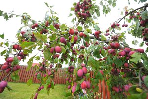 Trys priežastys savo sode auginti slyvas