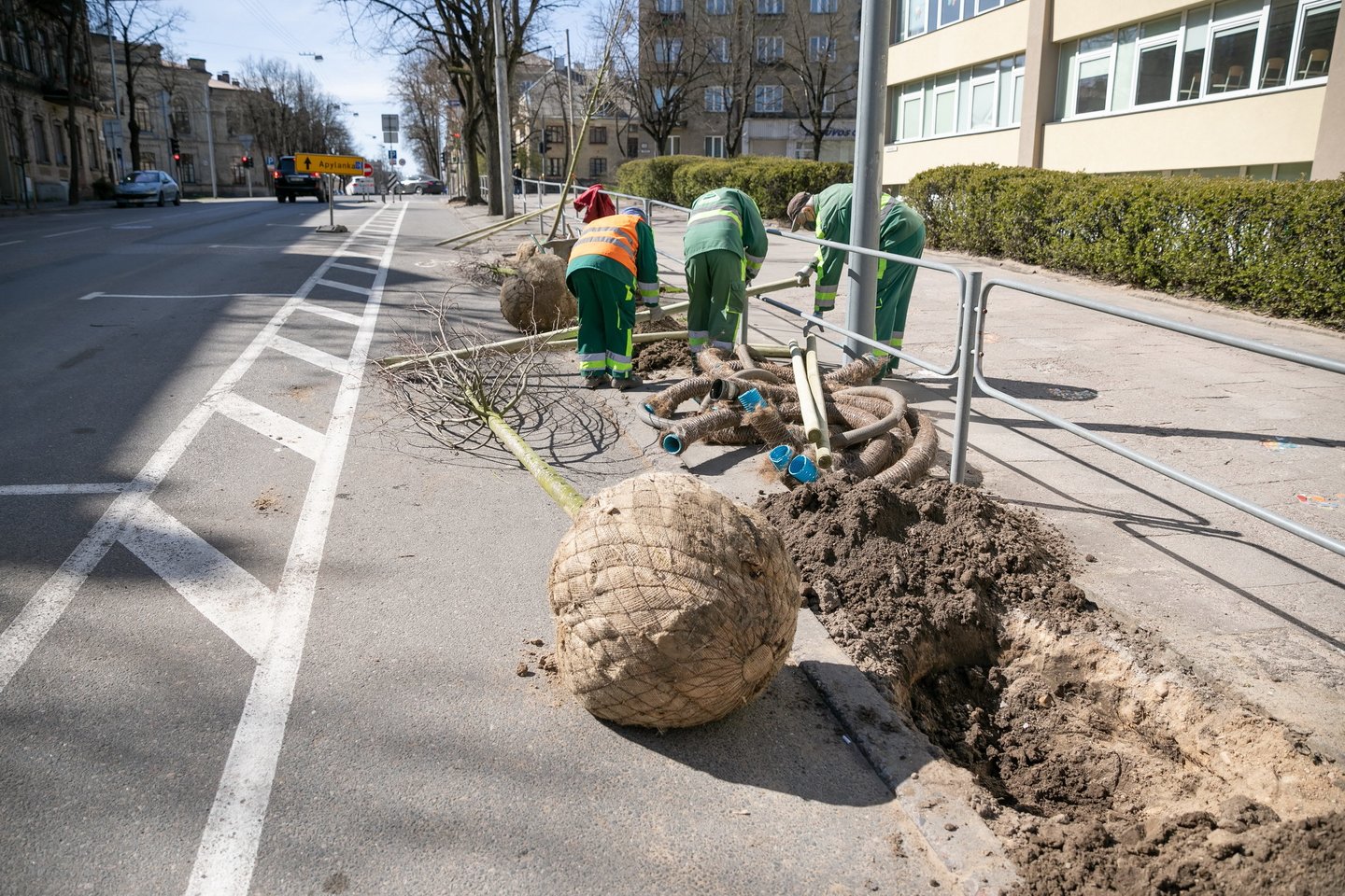 Vilniaus miesto savivaldybės užsakymu Naugarduko gatvėje artimiausiu metu bus sodinama 70 medžių ir 3144 krūmų.<br>Sauliaus Žiūros nuotr.
