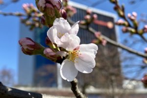 Vilniuje prasiskleidė pirmieji sakurų žiedai: pasigrožėkite jais neišeidami iš namų