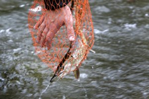 Brakonieriai Rokiškio raj. prisidirbo: sugautos žuvys virto auksinėmis