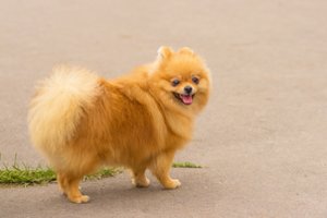 9 stulbinantys faktai apie šunis, kurių galbūt nežinojote