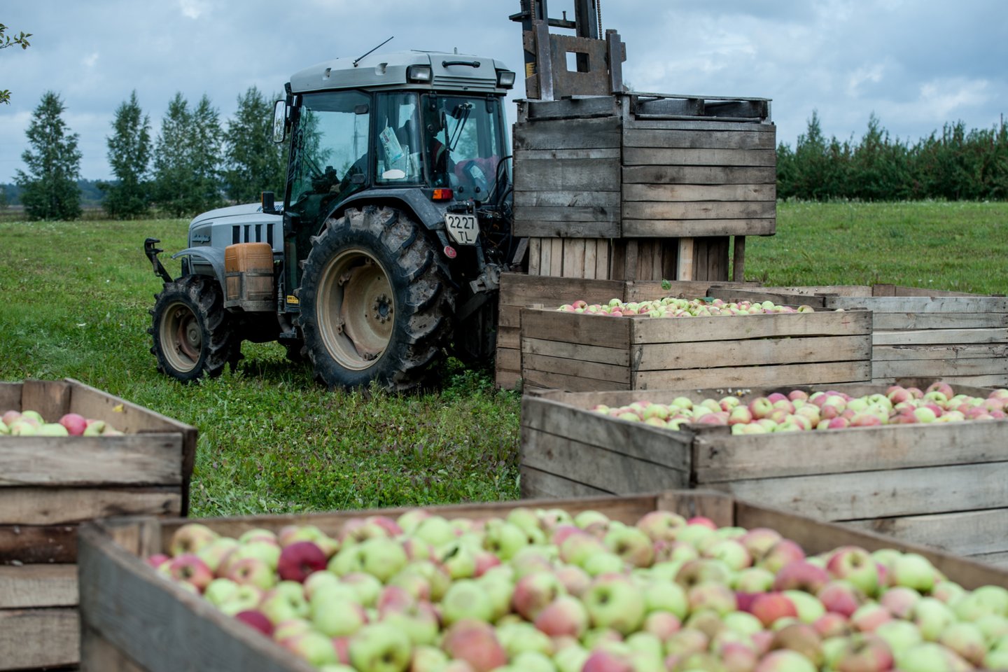 Dembavos soduose užpernai buvo priskinta 1600 tonų obuolių, pernai – dešimtkart mažiau.<br> V.Ščiavinsko nuotr.