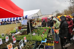 Negali patikėti tuo, kas vyksta – gėles teks krauti į kompostą, sodinukus – sudeginti