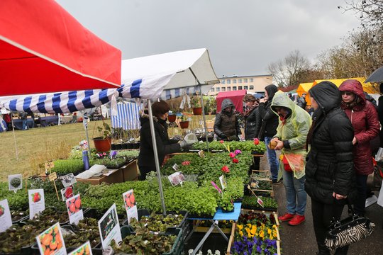 Negali patikėti tuo, kas vyksta – gėles teks krauti į kompostą, sodinukus – sudeginti