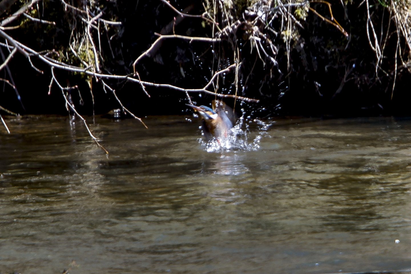 Egzotiškos išvaizdos tulžys pastebėtas prie Vilnios upės.<br>V.Ščiavinsko nuotr.