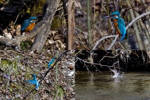 Šalia Vilniaus prie upės pastebėtas egzotinės išvaizdos gražuolis paukštis-slapukas