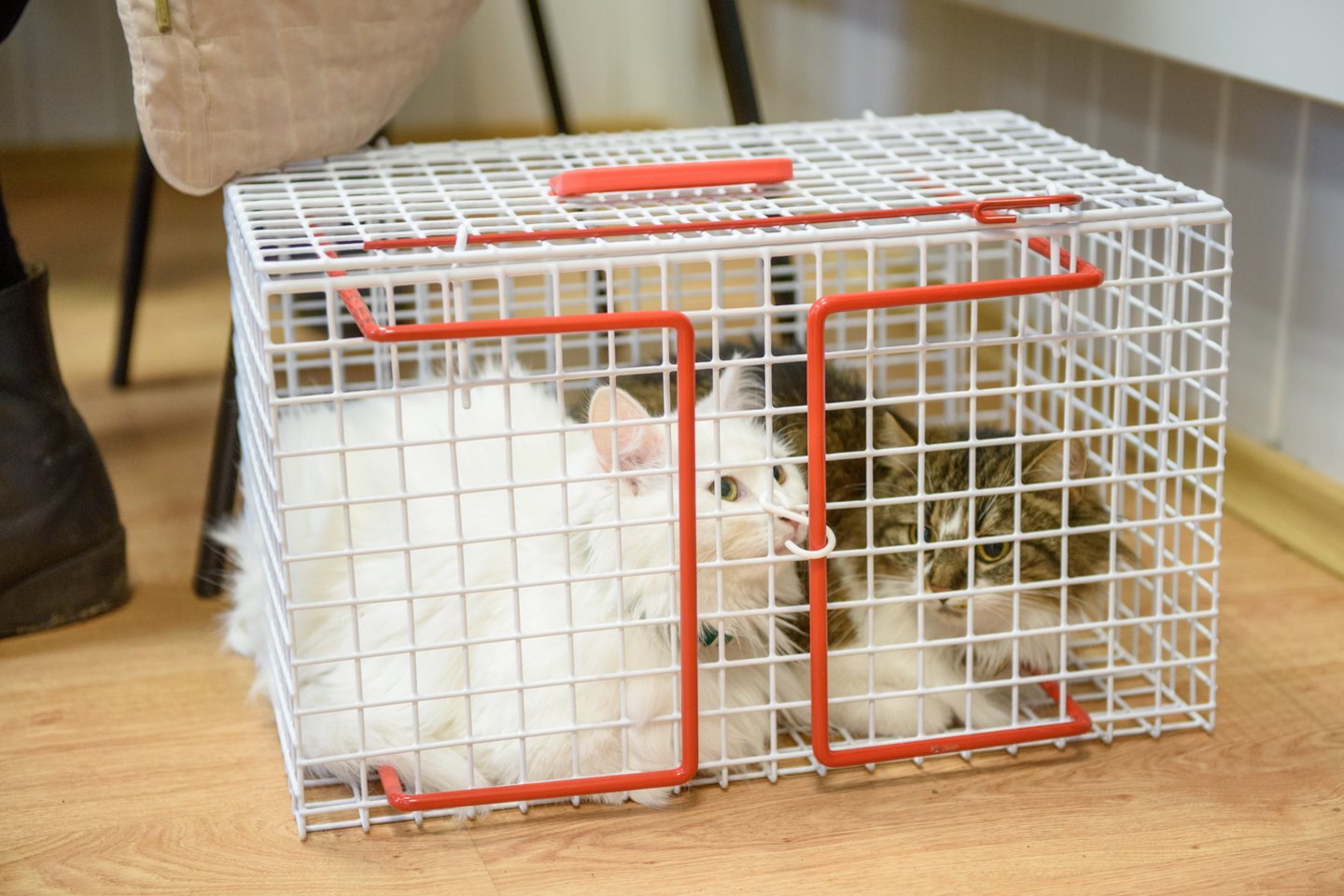 Per pirmąją balandžio savaitę pagal PSP programą sterilizuota 41 katė.<br>D.Umbraso nuotr.