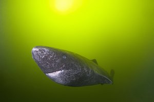 Norėdami pasimylėti, turi laukti 100 metų – taip gyvena siaubūnai iš Grenlandijos