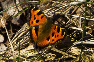 Neįtikėtina: drugeliai gimsta tik tam tikru paros laiku