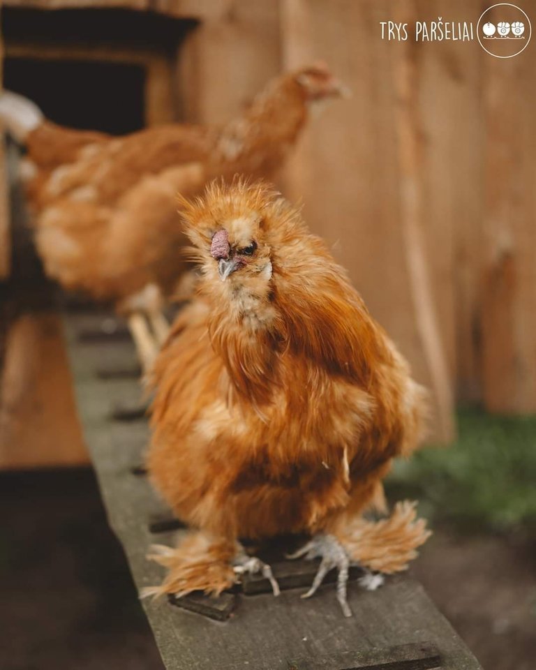 Višta jau perėdama išreiškia savo jausmus ir rūpestį – bendraudama su viščiuku, esančiu kiaušinio lukšte, švelniai prisiglausdama prie kiaušinių ir kudakuodama mažyliams.<br>„Trys paršeliai“ nuotr.
