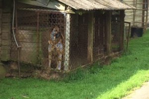 Mažame voljere įkalintas vilkšunis į tvarkos prižiūrėtojų širdį neprisibeldė