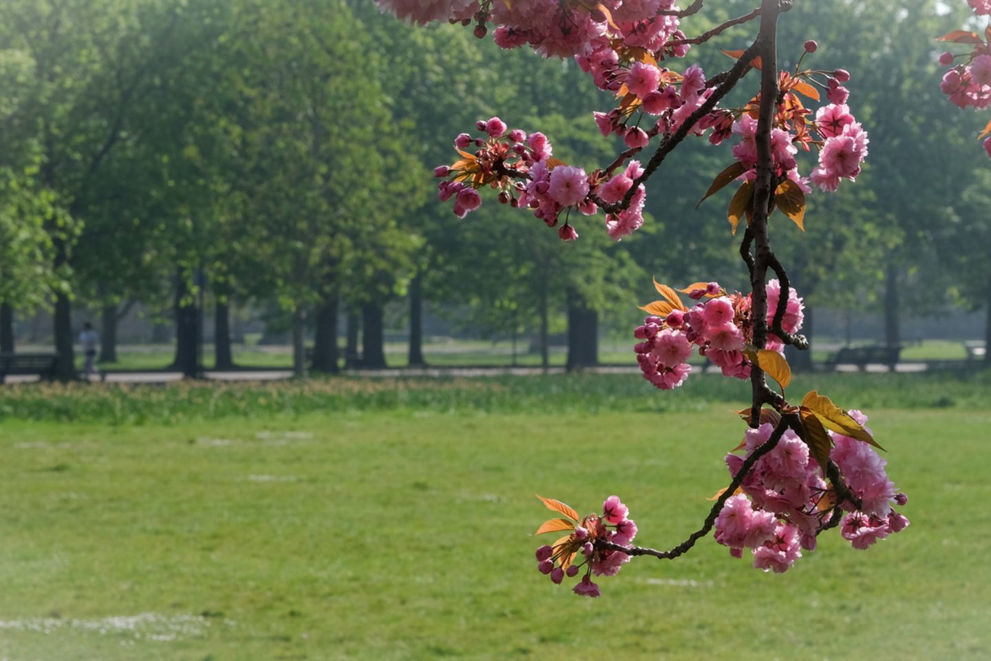  Londono Greenwich parko japoniškų vyšnaičių alėjos žydėjimas, laikantis Jungtinės Karalystės sveikatos saugumo reikalavimų ir rekomendacijų.<br> S. Mackevičiaus nuotr.