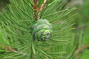 Dekoratyvinius spygliuočius būtina gausiai laistyti