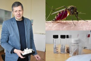 Mokslininkas: jei išnyktų mus erzinantys kraujasiurbiai uodai, būtų katastrofa