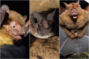 Lyg vieno būtų maža: šikšnosparniuose rado dar 6 naujus koronavirusus