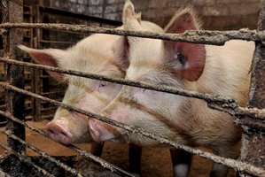 Kiaulių augintojų asociacijos direktorius: galvojame apie išlikimą, o ne apie plėtrą