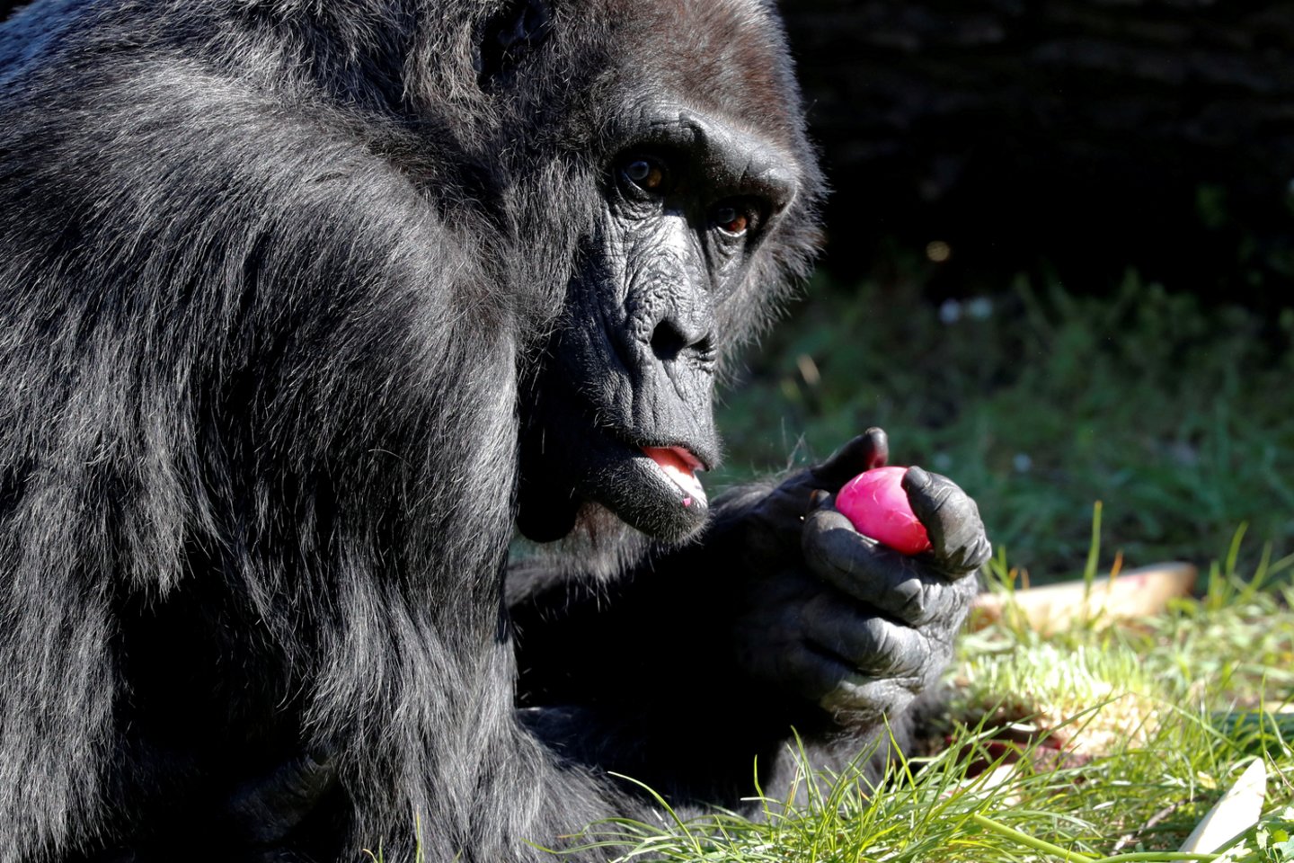 Gyvūnai zoologijos soduose jau ilgisi žmonių. Tačiau dėl koronaviruso paskelbto karantino kai kuriems zoologijos sodams artėja kritinis metas.<br> Scanpix/Reuters/AP/AFP nuotr.