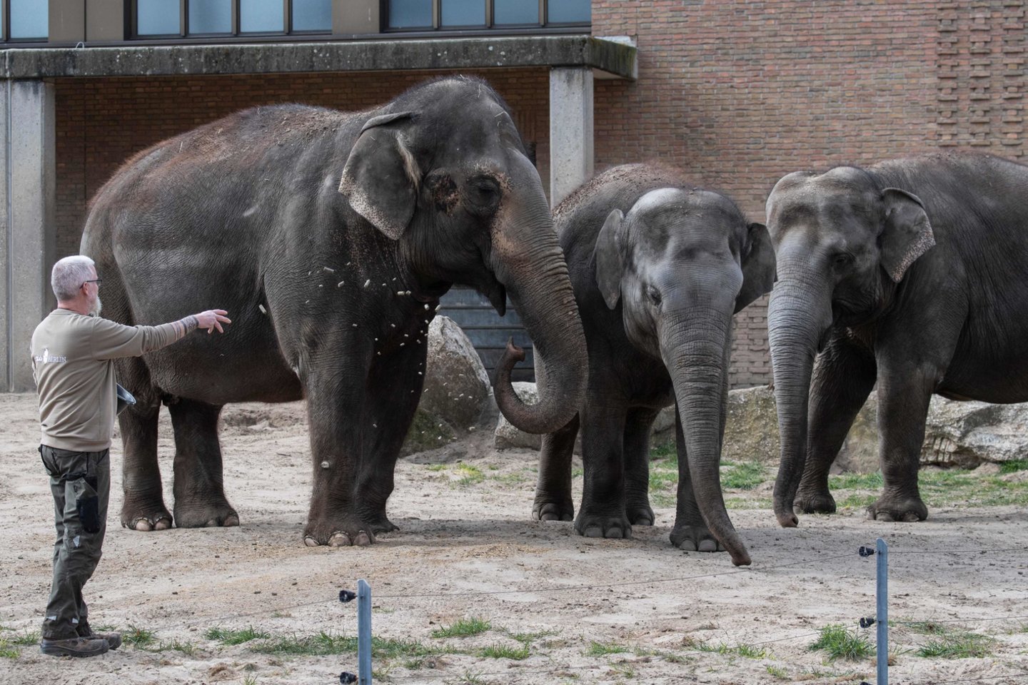 Gyvūnai zoologijos soduose jau ilgisi žmonių. Tačiau dėl koronaviruso paskelbto karantino kai kuriems zoologijos sodams artėja kritinis metas.<br> Scanpix/Reuters/AP/AFP nuotr.