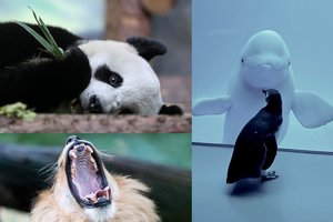 Vokietijos zoologijos soduose gyvūnus žada sušerti vieną kitam