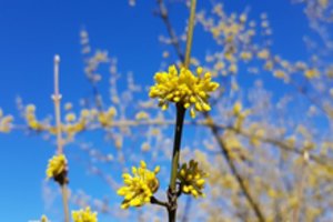 Bunda itin vertingus vaisius vedantys augalai