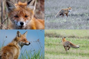 Vienkiemio gyventojas Kėdainių raj. nebegali kentėti – jį terorizuoja lapės