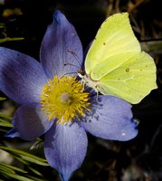 Supažindinkite vaikus su drugelių gyvenimu: kuo skiriasi naktiniai nuo dieninių drugių?