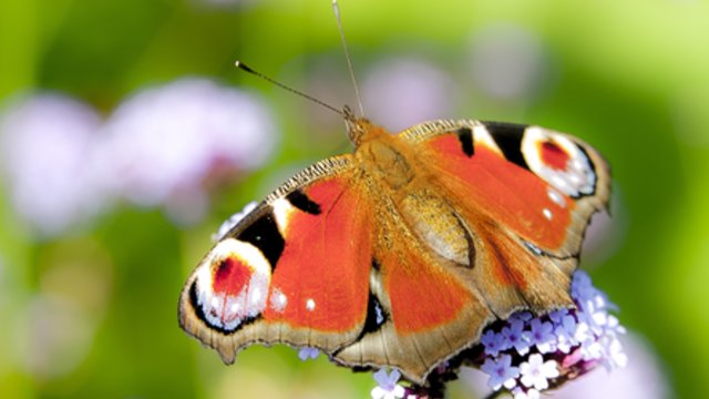 Trys mitai apie dieninius ir naktinius drugelius, kuriais jūs tikėjote iki šiol