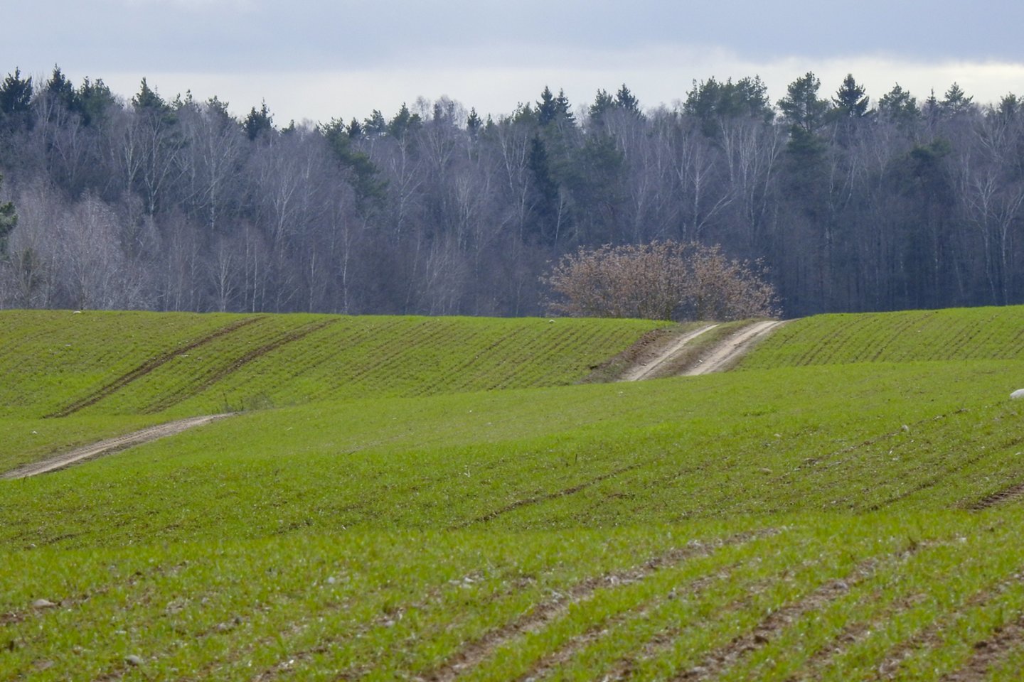Žemės ūkio ministerija sulaukė Lenkijos ūkininkų prašymų leisti atvykti į Lietuvą dirbti ūkio darbus jų valdomuose žemės sklypuose.<br>V.Ščiavinsko nuotr.
