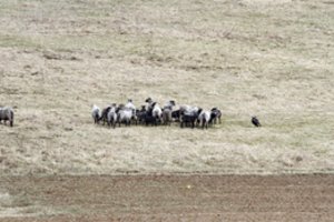 Smulkiems ūkininkams žadamos bedarbio pašalpos