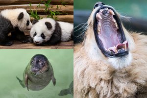 Po žinios apie kraupius planus Vokietijos zoologijos soduose – atsakas iš Lietuvos