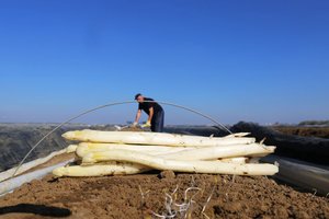 Jungtinėje Karalystėje trūksta sezoninės darbo jėgos: dairosi į Europą