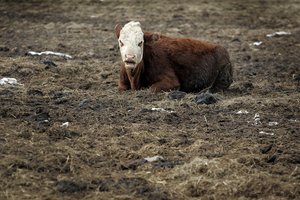 Dėl karantino sumažėjo galvijų supirkimas ir jų kaina